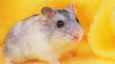 Xem tuổi xông đất 2022 cho gia chủ tuổi Giáp Tý 1984