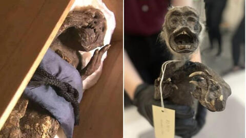 "Xác ướp nàng tiên cá" lộ ngoại hình đáng sợ sau hơn trăm năm lưu giữ, là sự "lai tạo" của ít nhất 3 loài