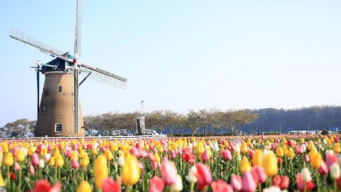 Nhật Bản cắt bỏ 100.000 hoa tulip để tránh du khách tập trung