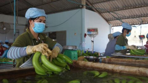 Cơ hội cho trái chuối Việt Nam xuất khẩu vào Hàn Quốc