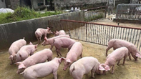 Giá heo hơi tiếp tục đà giảm vào ngày mai?