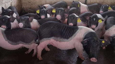 Giá heo hơi hai miền diễn biến trái ngược