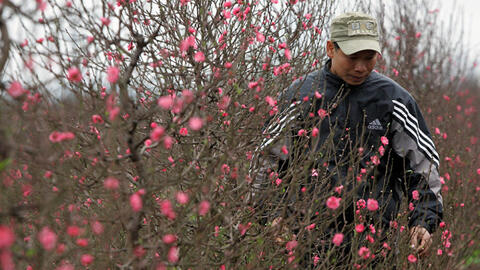 Bộ NN&PTNT: Chỉ nên kiểm tra cành đào khi có dấu hiệu vi phạm pháp luật