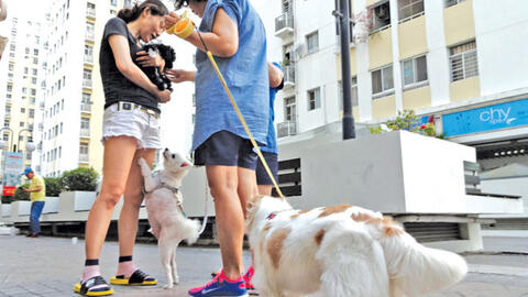 Những quy định cần biết khi nuôi chó mèo tại các khu đô thị