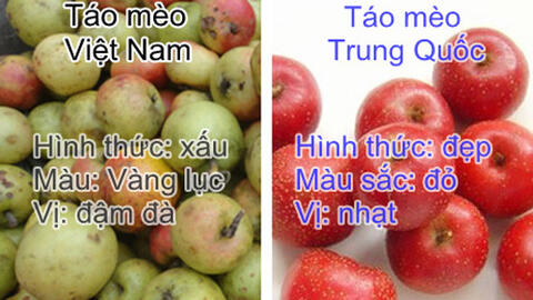 Cách phân biệt táo mèo ta và Trung Quốc