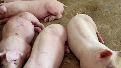 Giá heo hơi giữ nguyên quanh mốc 70.000 đồng/kg