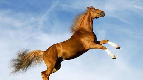 Xem tuổi xông đất 2022 cho gia chủ tuổi Canh Ngọ 1990