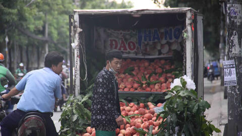 Đào tiên Tây Tạng "khổng lồ" giá 50.000 đồng/quả thu hút người Sài Gòn