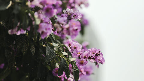 Hà Nội mùa hoa tháng Sáu