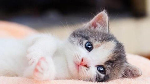 Xem tuổi xông đất 2022 cho gia chủ tuổi Kỷ Mão 1999