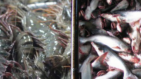 Xuất khẩu thủy sản quý I/2022 đạt hơn 2,4 tỷ USD