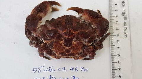 Một người bị hôn mê do ăn cua mặt quỷ