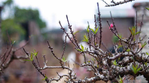 Đào Thất Thốn được trang bị điều hòa hai chiều chờ nở hoa đúng vào dịp Tết Tân Sửu 2021