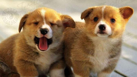 Xem tuổi xông đất 2022 cho gia chủ tuổi Mậu Tuất 1958