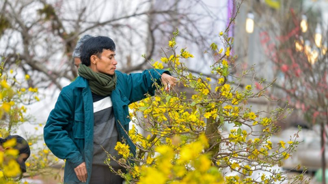 Những địa điểm bán mai vàng chơi Tết ở Sài Gòn