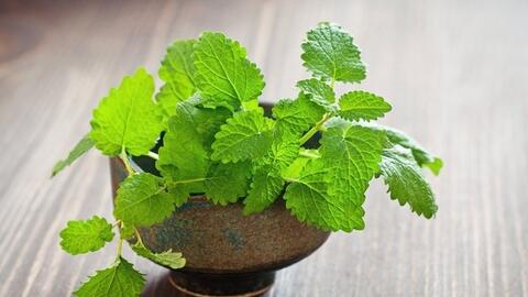 Gợi ý những loại cây trồng trong nhà có nhiều lợi ích không ngờ