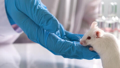 Đài Loan (Trung Quốc) điều tra một phụ nữ nghi ngờ lây nhiễm COVID-19 từ chuột thí nghiệm