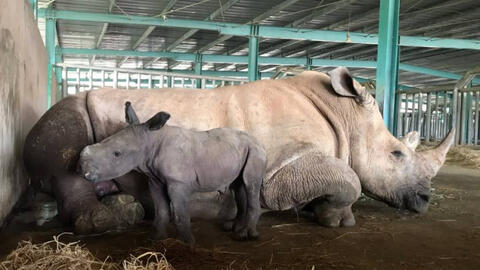 Vinpearl Safari Phú Quốc chào đón cá thể tê giác thứ 3 ra đời giữa mùa dịch