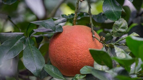 Thị trường xuất hiện bưởi đỏ giá hơn 1 triệu đồng/trái