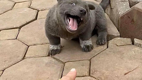 Những chú chó, mèo Việt Nam trở thành hiện tượng mạng khắp thế giới