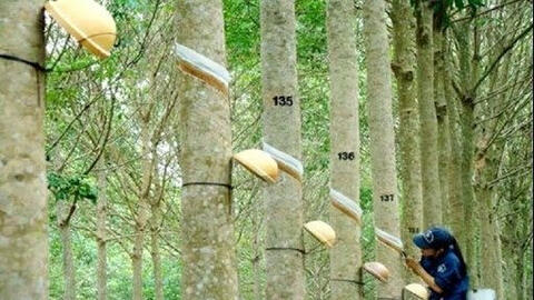 Giá cao su xuất khẩu tháng 1/2022 tăng nhẹ