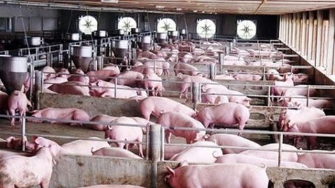 Giá heo heo hơi giảm tại miền Nam