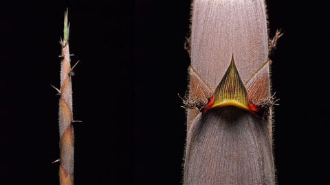 Nở hoa một thế kỷ một lần và sự tái sinh bí ẩn của loài tre Henon khiến các nhà khoa học bối rối