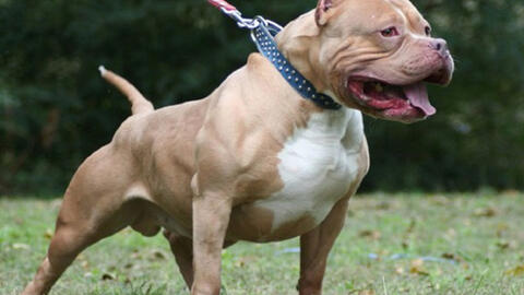 Tiêu hủy chó Pitbull cắn chủ tử vong
