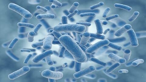 Nghiên cứu mới: Phát triển loại vi khuẩn chỉ 'ăn' khí CO2, có thể chống lại sự nóng lên toàn cầu