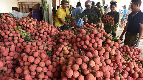 Bắc Giang tiêu thụ được gần 7.300 tấn vải