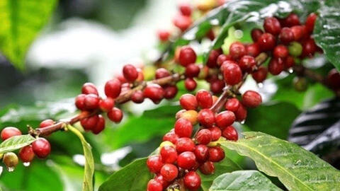 Giá cà phê arabica quay đầu tăng, trong khi robusta tiếp tục sụt giảm