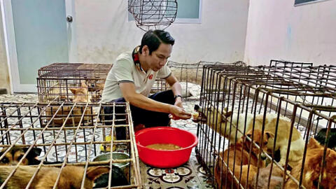 Người đàn ông chi 24 triệu đồng giải cứu 31 chú chó trong lò mổ