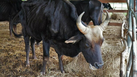 Đàn bò tót vườn quốc gia gầy trơ xương, cơ thể suy kiệt do bị "bỏ rơi"