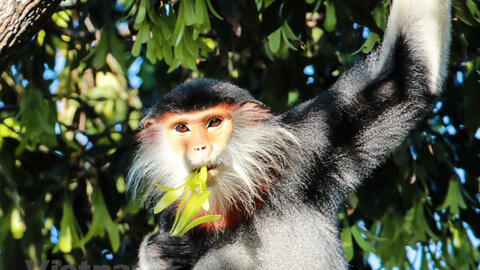Chiêm ngưỡng vẻ đẹp của "Nữ hoàng loài linh trưởng"