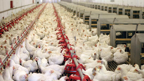 Thịt gà còn rẻ hơn rau ngoài chợ, vì sao?