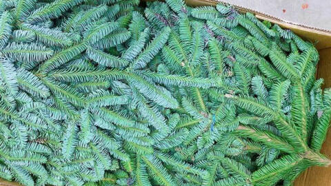 Cành thông tươi trang trí Noel bán theo cân đắt hàng như tôm tươi