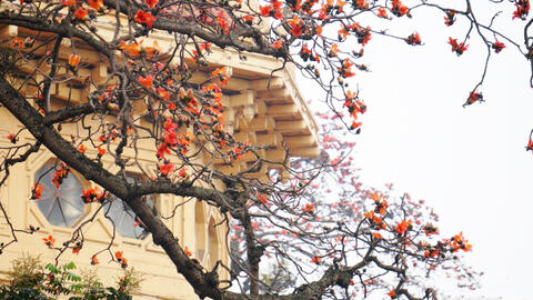 Hà Nội rực rỡ mùa hoa tháng 3