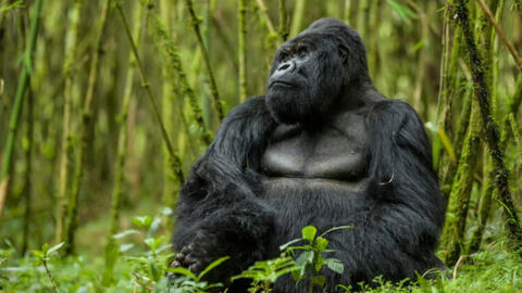 Du lịch động vật hoang dã trên thế giới được quy định như thế nào?