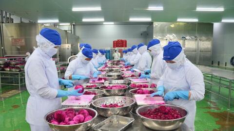Xuất khẩu rau quả chế biến không bị ảnh hưởng bởi COVID-19