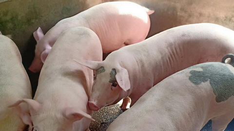 Giá heo hơi miền Trung đang cao nhất cả nước