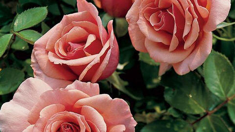 Các loài hoa hồng đẹp trên thế giới