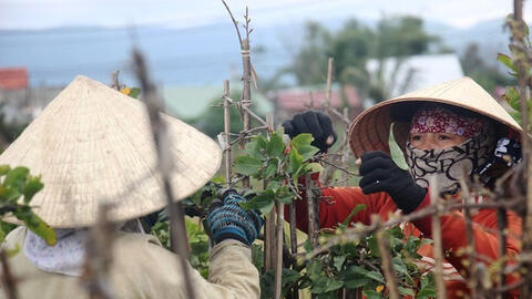 Nghề "ôm cây, lặt lá" kiếm thêm ngày Tết thu hút lao động