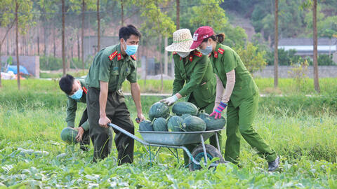 Công an ở Bắc Giang giúp người dân thu hoạch 8,5 tấn dưa