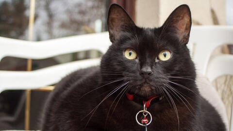 Bác sĩ thú y tiết lộ 9 dấu hiệu thú cưng của bạn có thể thừa cân