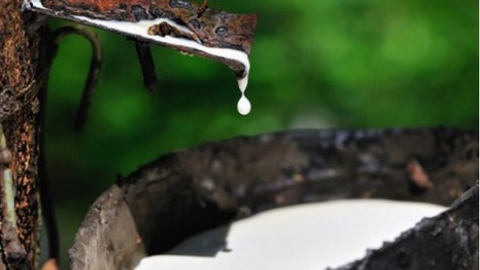 Thị phần cao su Việt Nam tại Mỹ đang tăng nhanh
