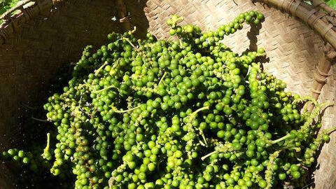 Giá tiêu trong nước giảm 500 đồng/kg, Ấn Độ tiếp tục tăng cao