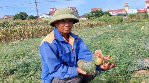 3 thiếu niên phá ruộng dưa của lão nông được bảo lãnh để về thi tốt nghiệp THPT