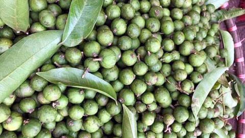 Sấu non đầu mùa chỉ còn 40.000 đồng/kg