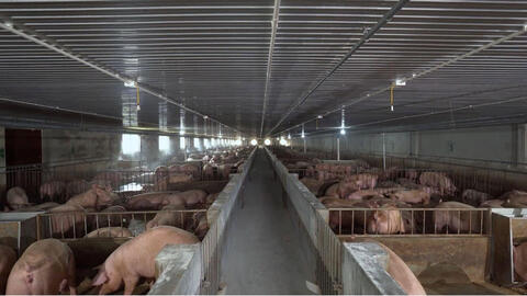 Giá heo hơi một số tỉnh miền Trung tăng mạnh