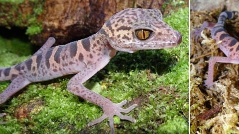 Di sản thiên nhiên thế giới Vịnh Hạ Long và quần đảo Cát Bà - ngôi nhà của loài động vật nguy cấp Thạch sùng mí